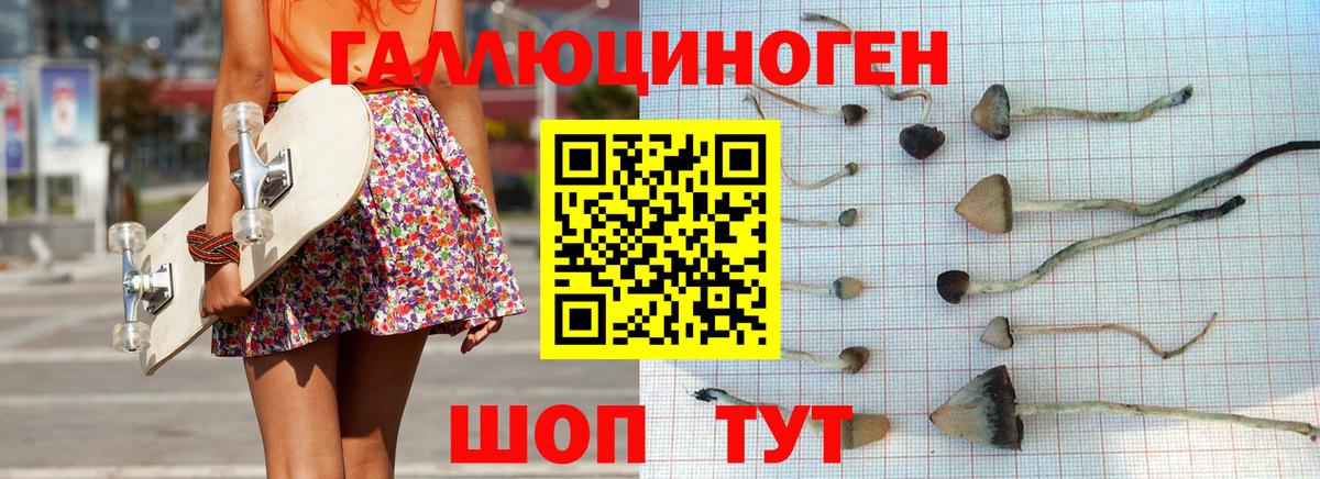 Курчатов  Псилоцибиновые грибы прущие грибы  Вход с VPN 